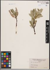 Salix barrattiana Hook.